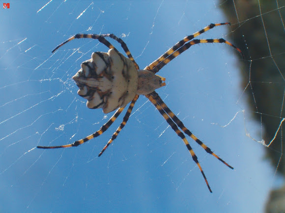 Argiope lobata | Project Noah