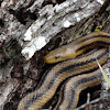 Yellow Rat Snake