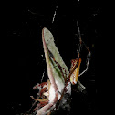 Golden orb weaver spider eating Luna moth