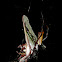 Golden orb weaver spider eating Luna moth