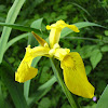 Gelbe Schwertlilie (Yellow flag iris)