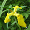 Gelbe Schwertlilie (Yellow flag iris)