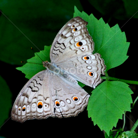 by Rathin Sarkar - Animals Insects & Spiders