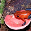 Blue-Jeans Poison Dart Frog and fungi