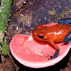Blue-Jeans Poison Dart Frog and fungi