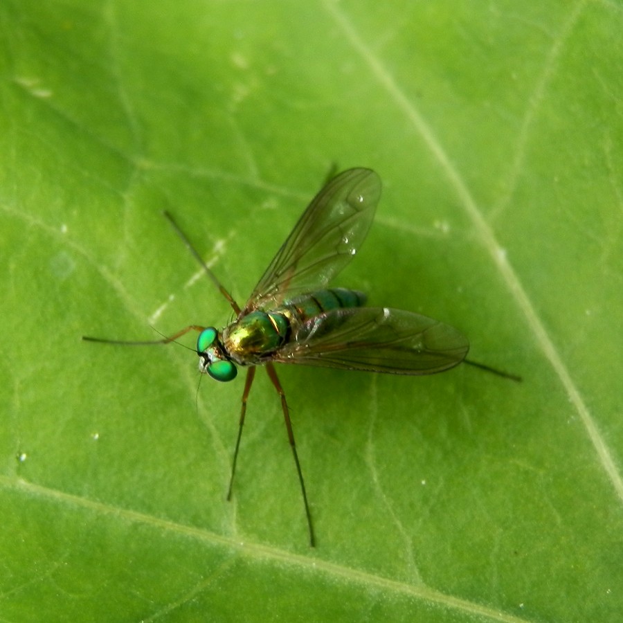 Long-legged fly - female