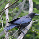 American Crow