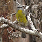 Eastern yellow robin