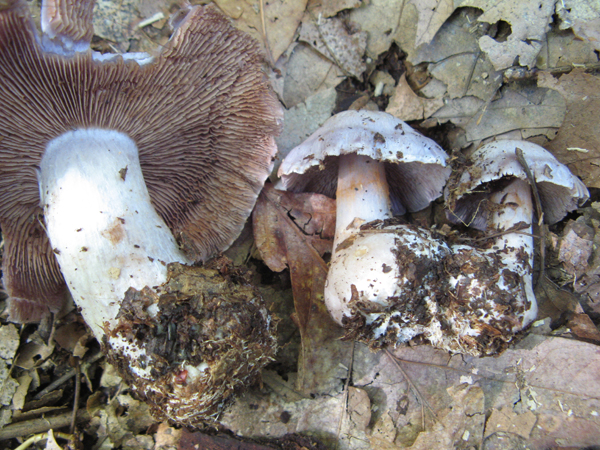 silver-blue Cort mushroom