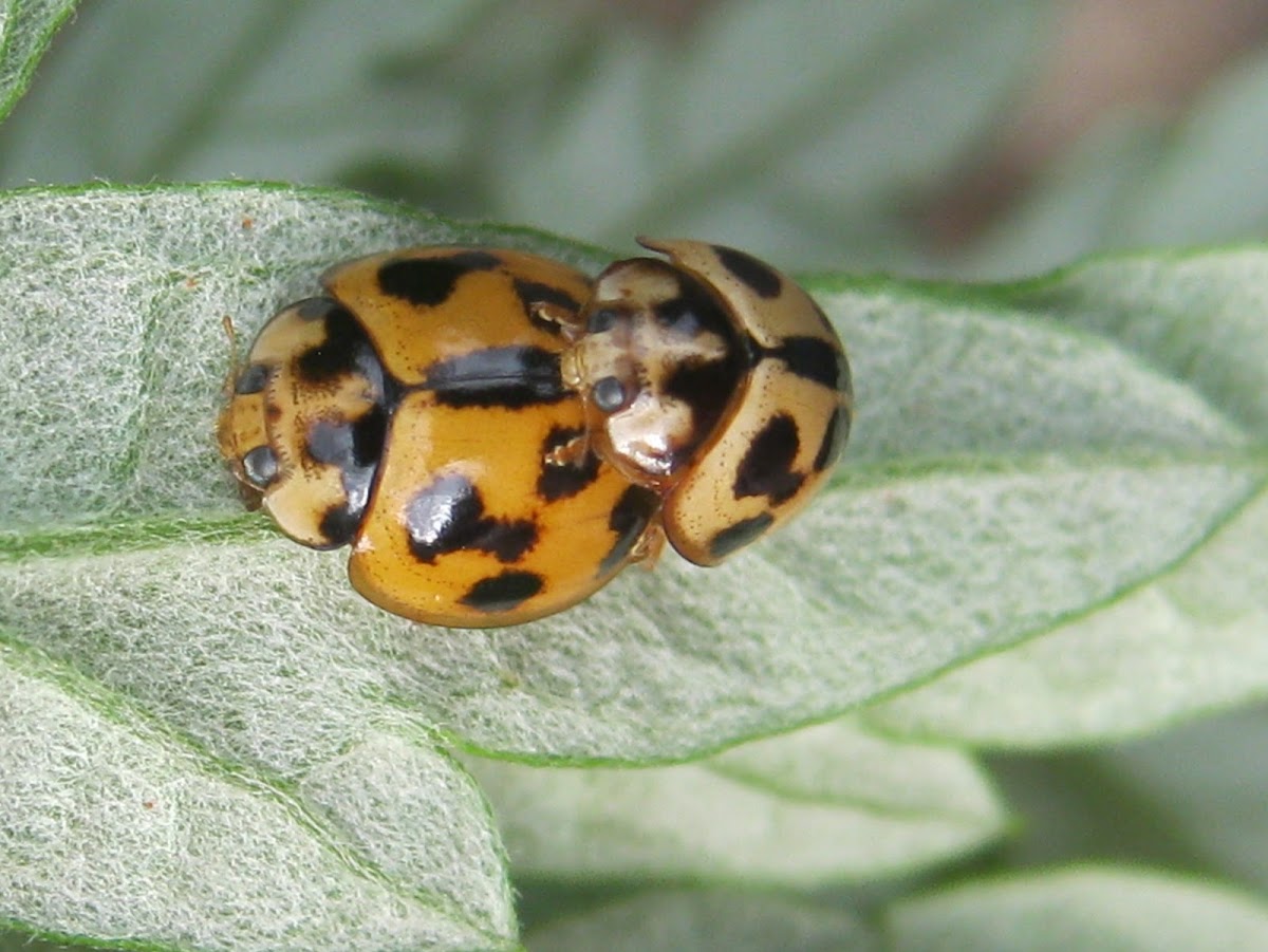 Variable Ladybird Beetles
