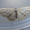 Flecked Wave Moth