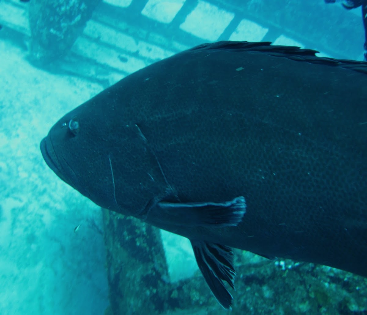 Black grouper