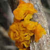 yellow brain fungus
