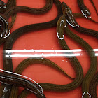 Yellow swamp eel