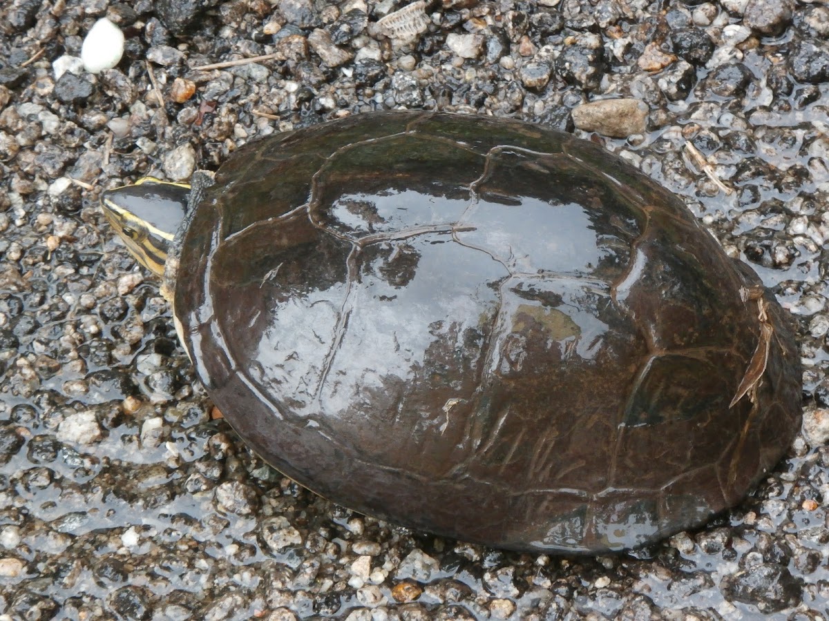 Malayan Box Turtle