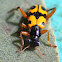 Checkered beetle