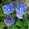 Verónica. Germander Speedwell