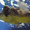 Burrfish