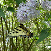 Appalachian Tiger Swallowtail