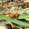 Small Copper Butterfly / Mali vatreni plavac