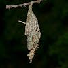 Evergreen Bag Worm Moth Bag