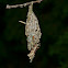 Evergreen Bag Worm Moth Bag