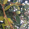 Ficus pumila, creeping fig