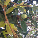 Ficus pumila, creeping fig