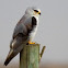 Black-winged Kite