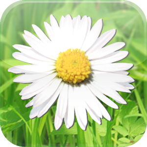 Spring Flowers logo