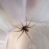 House spider