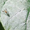 Orange Long-legged fly