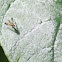 Orange Long-legged fly