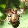 Honey-brown Beetle