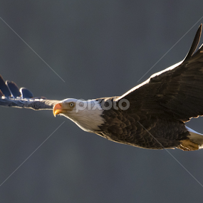 taking flight over lake Couer D' Alene by Nick Page - Animals Birds