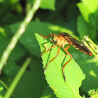 Hanging thief robber fly