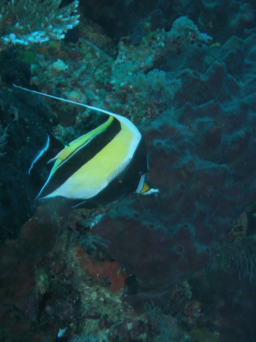 Black and Yellow Fish