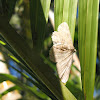 Common Brown Moth