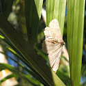 Common Brown Moth