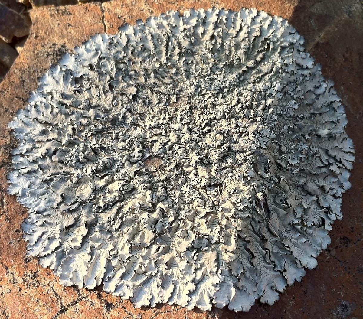 Net-marked lichen