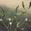 European mistletoe