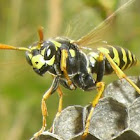 Yellowjacket - Echte Wespe