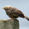 Yellow-billed Babbler