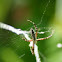 Yellow Garden Spider (male)