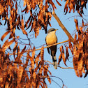 Mangrove Cuckoo