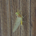 Flatheaded Mayfly, male