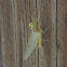 Flatheaded Mayfly, male