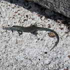 Sharp-snouted rock lizard