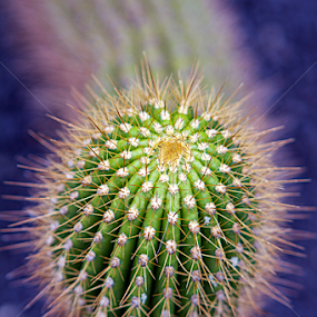 Lanzarote Cactus by Joe Proctor - Nature Up Close Other plants