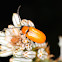 Daffodil leaf beetle